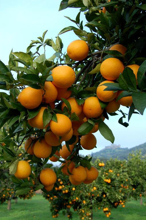 Monte Do Laranjal Otel Monsaraz Dış mekan fotoğraf